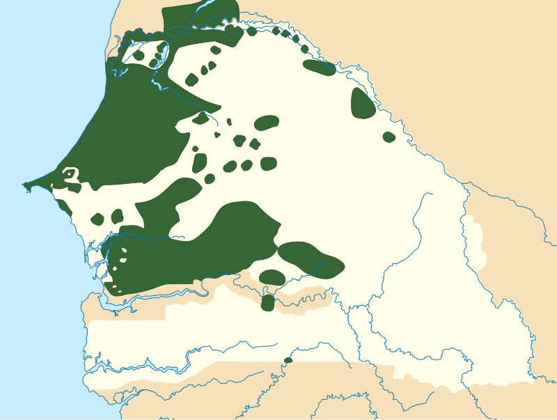 Unnamed Senegalese Minor
