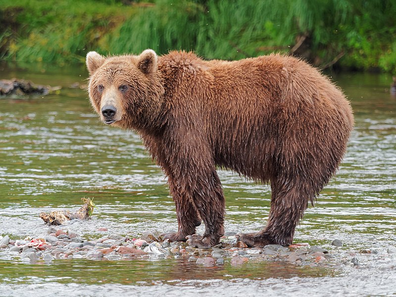 Urso