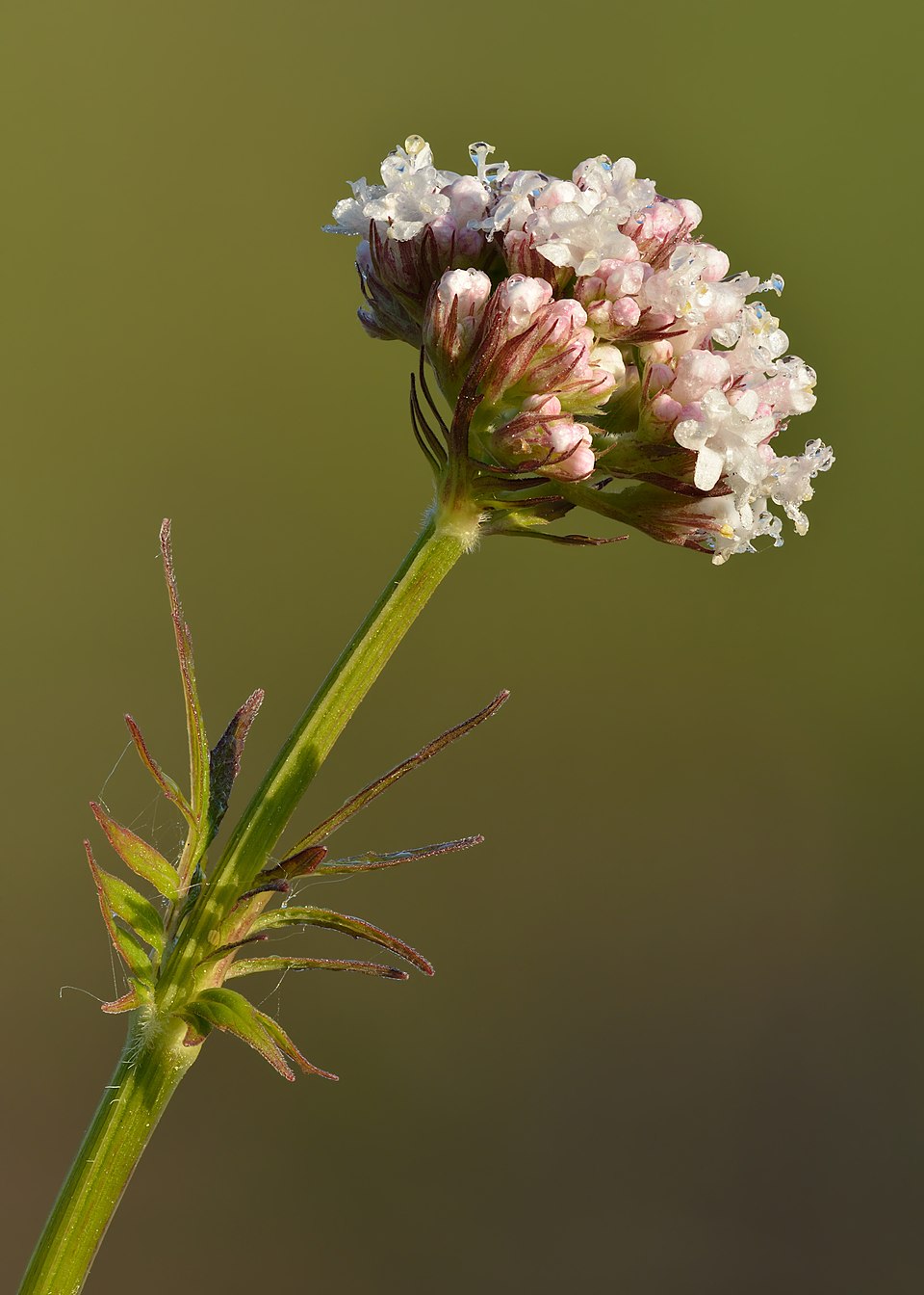 Valerian Grass