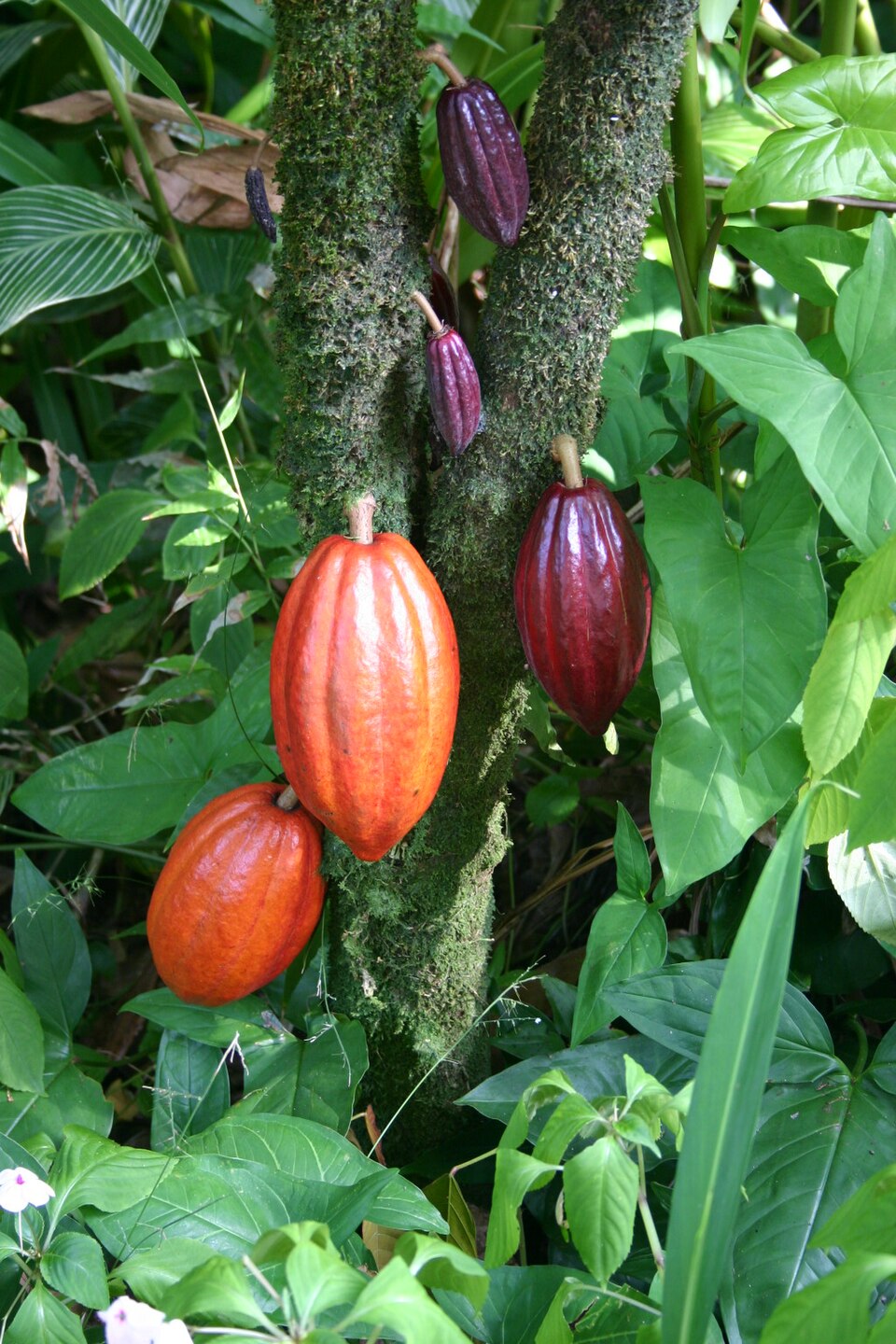 Vanessa Cacao