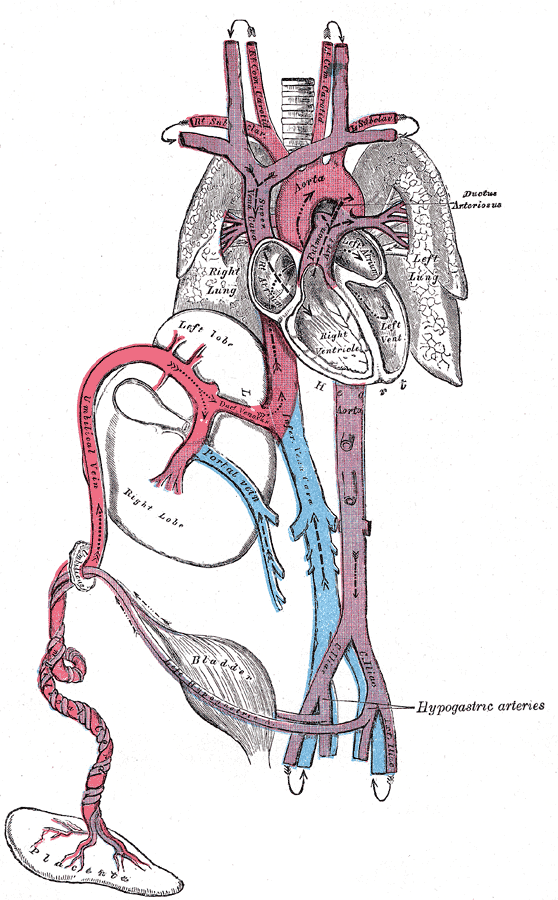 Veins Šorters