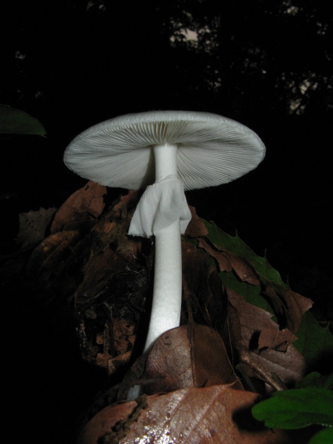 Verna Genus