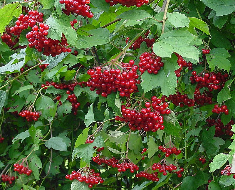 Vincas Mykolaitis-Putinas