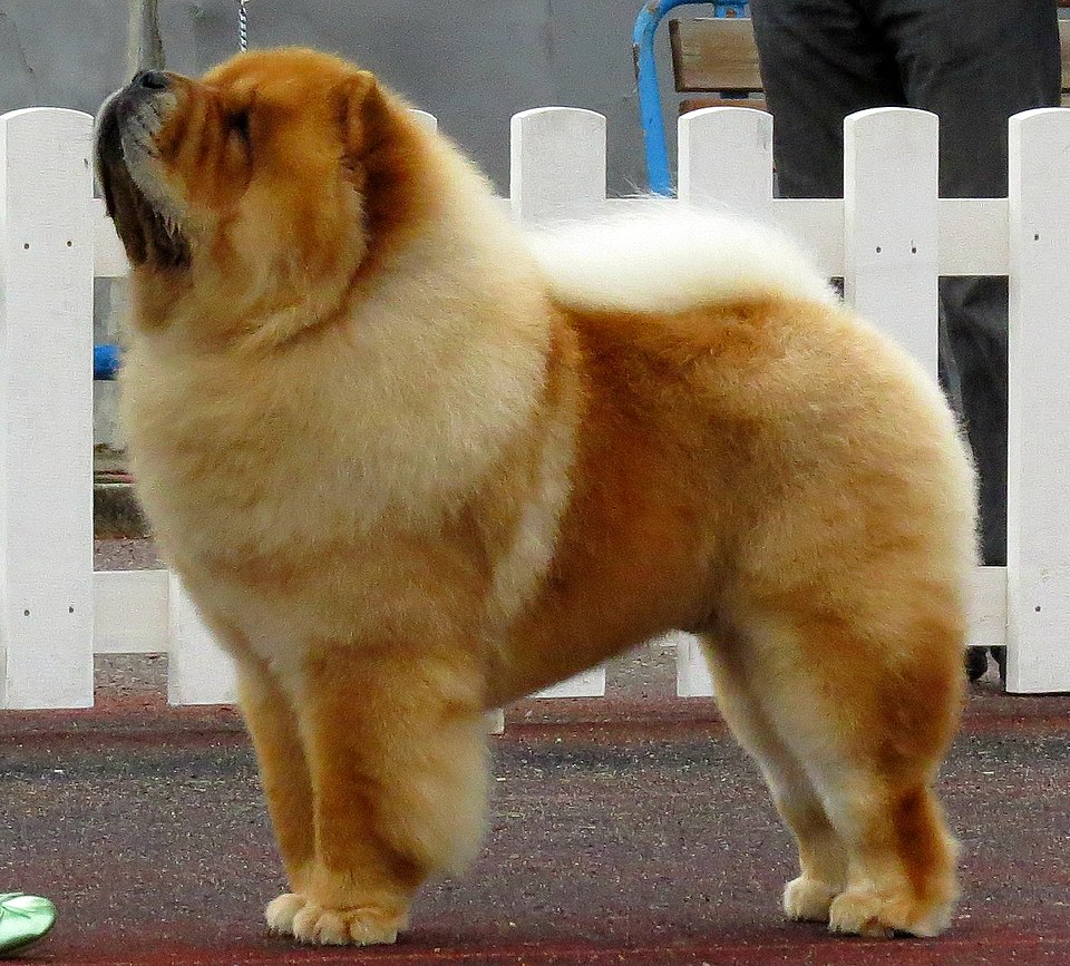 Wallace Chow