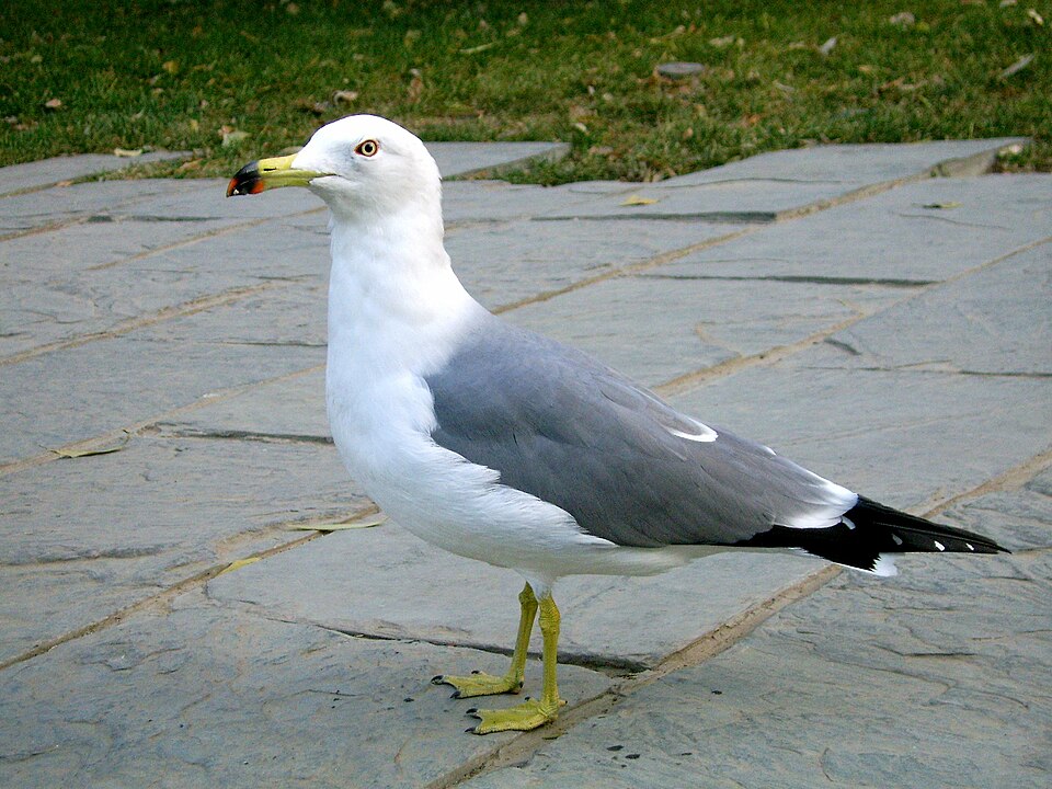 Walter Larus