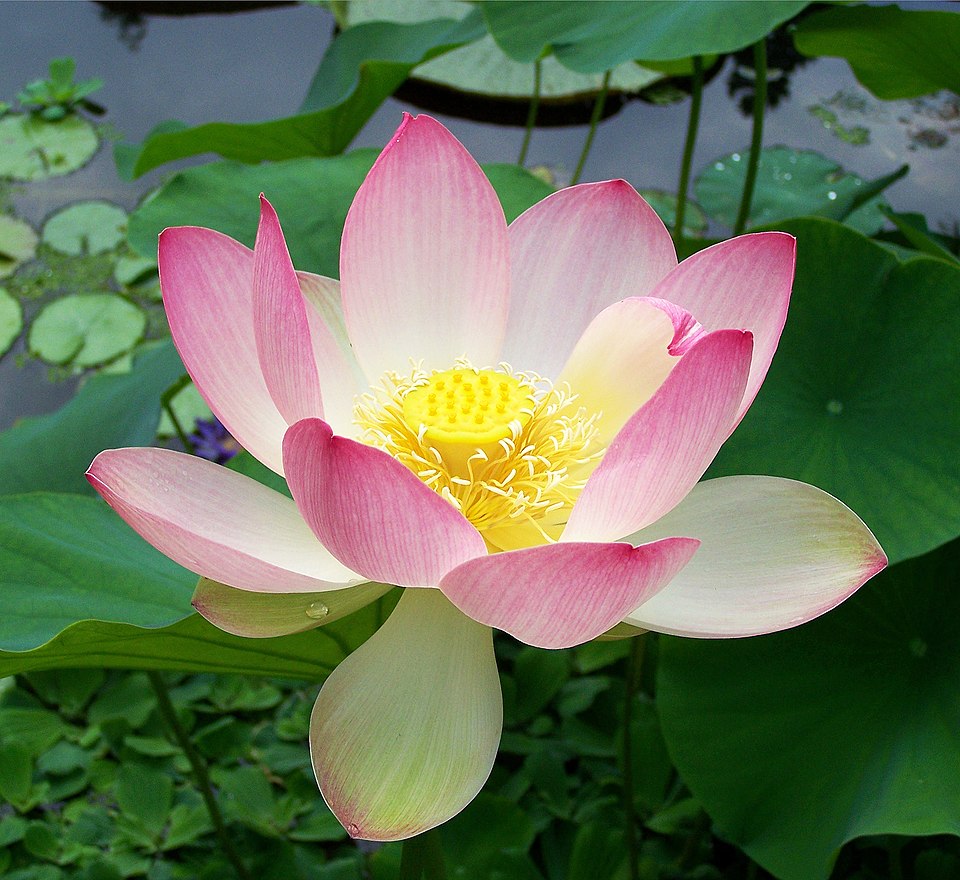 Wang Bingdi