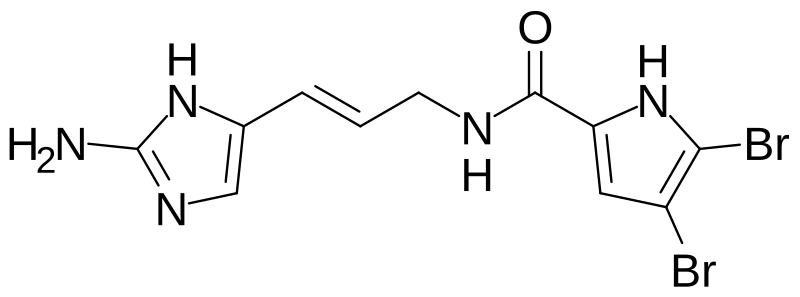 Wang Yong Gang