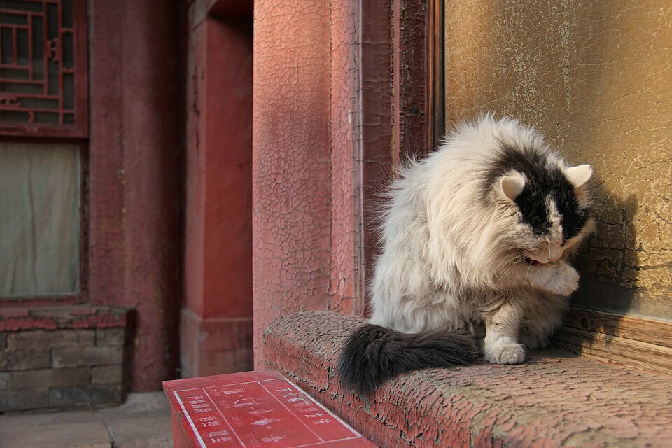 Wang Zhenzhen