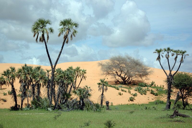 Waziri Bulama
