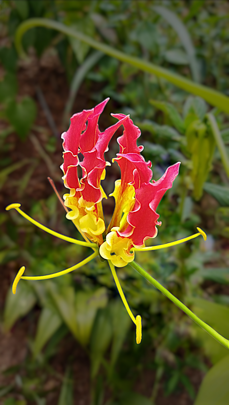 Wild Gloriosa