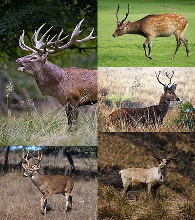 William C. Deer