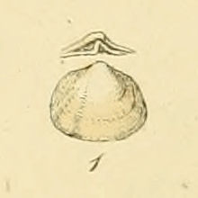 William Poromya