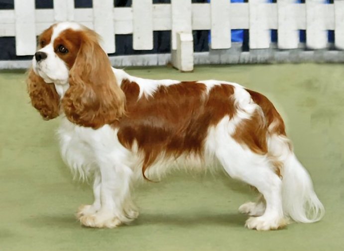 William Spaniel
