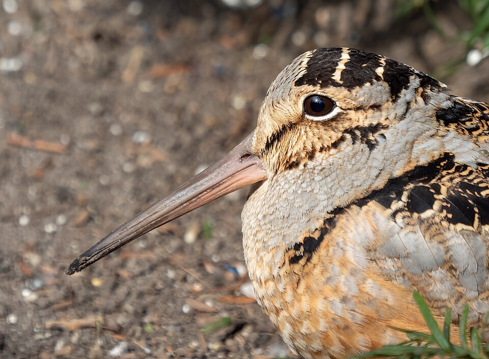 Woodcock