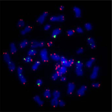 Xia Dan