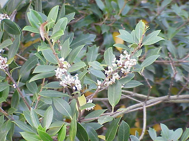 Xian Rong
