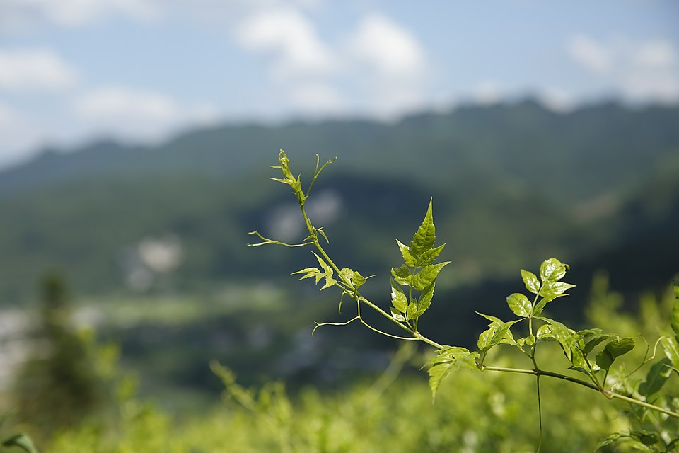 Yan Zehua