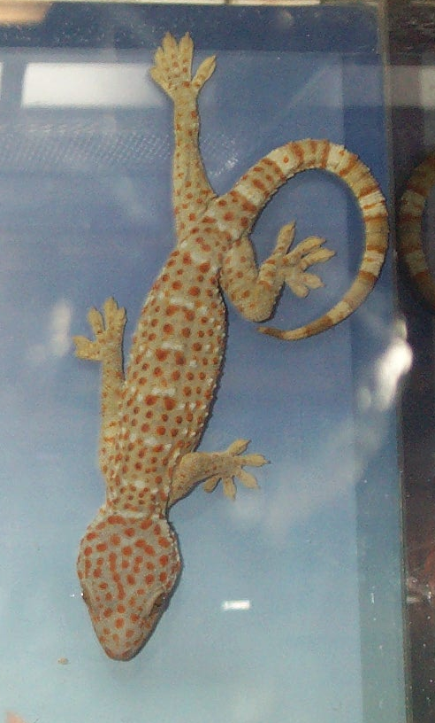 Yang Kunya