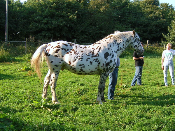 Yann Le Bris