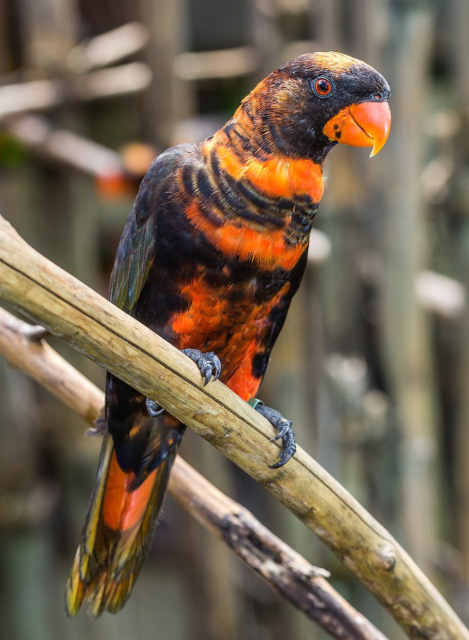 Yu Lory