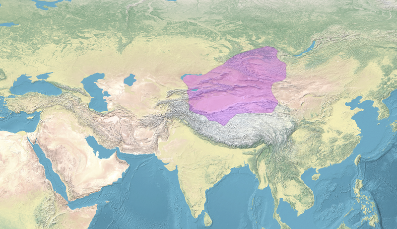 Zhao Hui
