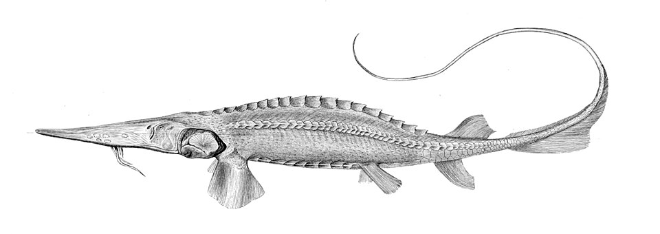 Zholdasova