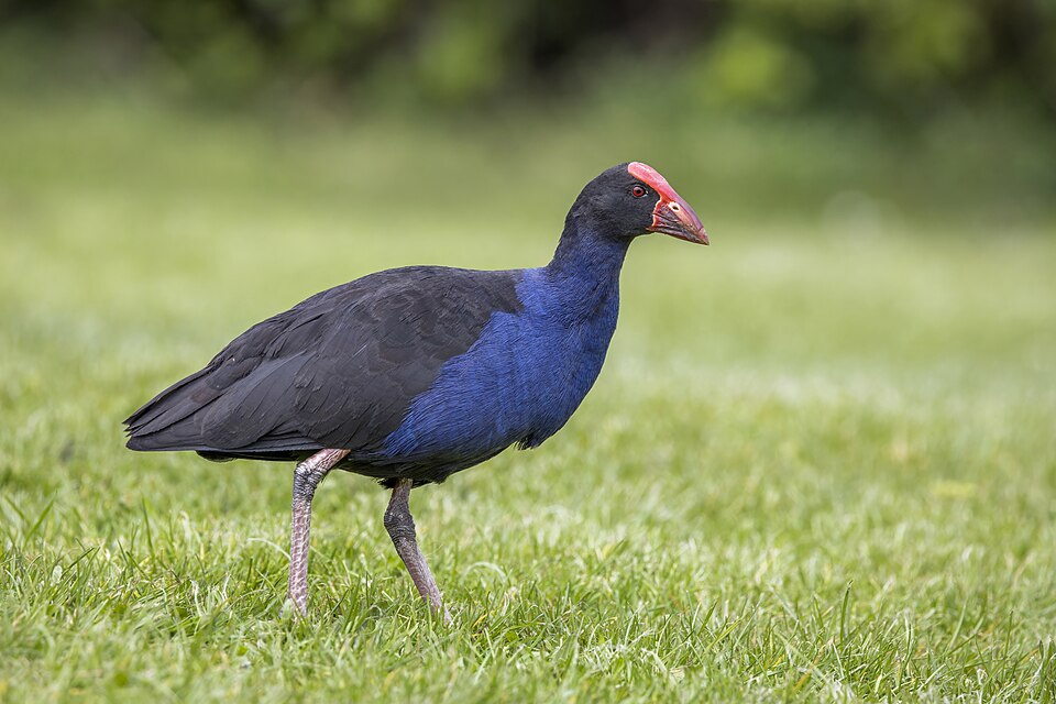 Ziv Hen